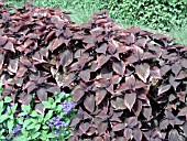 COLEUS INKY PINK