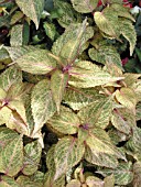 COLEUS KINGWOOD KRITTER