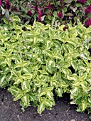 COLEUS LIME FRILLS