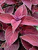 COLEUS OXBLOOD