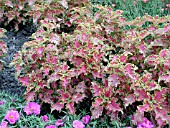 COLEUS RASPBERRY RUFFLES