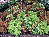 COLEUS WIZARD MIX