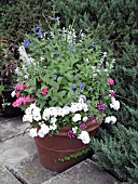 CONTAINER PLANTING  SALVIA, VERBENA