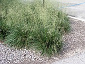 DESCHAMPSIA CAESPITOSA SCHOTTLAND