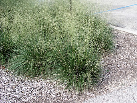 DESCHAMPSIA_CAESPITOSA_SCHOTTLAND