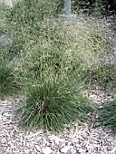 DESCHAMPSIA CAESPITOSA SCHOTTLAND