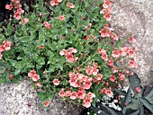 DIASCIA SUN CHIMES PEACH