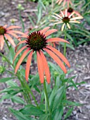 ECHINACEA ORANGE MEADOWBRITE