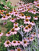 ECHINACEA PURPUREA MAGNUS