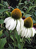 ECHINACEA PURPUREA WHITE SWAN