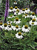 ECHINACEA PURPUREA WHITE SWAN