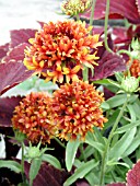 GAILLARDIA FANFARE