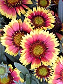 GAILLARDIA GOBLIN