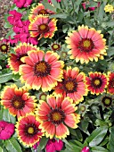 GAILLARDIA GOBLIN