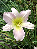 HEMEROCALLIS CATHERINE WOODBURY