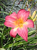 HEMEROCALLIS CATHERINE WOODBURY