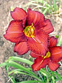 HEMEROCALLIS CHICAGO APACHE