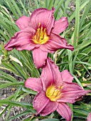 HEMEROCALLIS SUMMER WINE