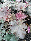 HEUCHERA PURPLE PETTICOATS