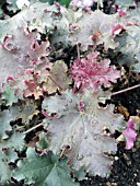 HEUCHERA PURPLE PETTICOATS