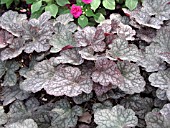 HEUCHERA VELVET NIGHT