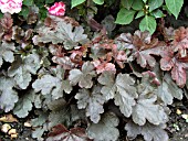 HEUCHERELLA BURNISHED BRONZE