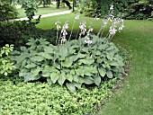 HOSTA KROSSA REGAL