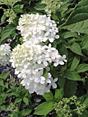 HYDRANGEA PANICULATA LIMELIGHT