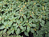 IMPATIENS JUNGLE GOLD