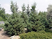 JUNIPERUS CHINENSIS HETZI UPRIGHT