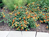 LANTANA RADIATION