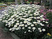 LEUCANTHEMUM SUPERBUM BECKY