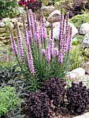 LIATRIS SPICATA