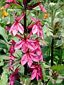 LOBELIA SPECIOSA FAN DEEP ROSE