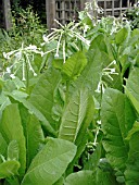 NICOTIANA SYLVESTRIS