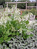 NICOTIANA SYLVESTRIS