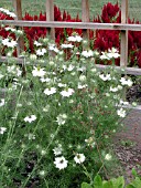 NIGELLA DAMASCENA WHITE