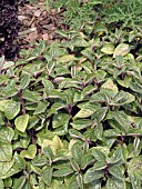 PLECTRANTHUS NICO