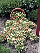 PORTULACA GRANDIFLORA MARGARITA MIX