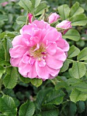 ROSA JENS MUNK