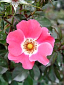 ROSA PINK MEIDILAND