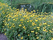 RUDBECKIA FULGIDA GOLDSTURM