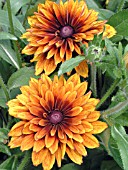 RUDBECKIA HIRTA CHEROKEE SUNSET