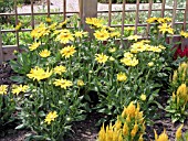 RUDBECKIA HIRTA PRAIRIE SUN