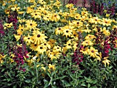 RUDBECKIA INDIAN SUMMER