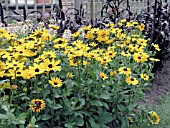 RUDBECKIA INDIAN SUMMER