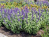 SALVIA FARINACEA VICTORIA BLUE