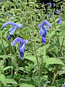 SALVIA PATENS BLUE ANGEL