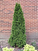 THUJA OCCIDENTALIS SMARAGD