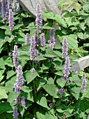 AGASTACHE FOENICULUM  HYSSOP